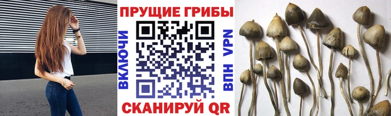 Купить Поронайск Псилоцибиновые грибы Psilocybine cubensis